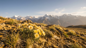 pamir plateau kunlun snow chrysanthemum