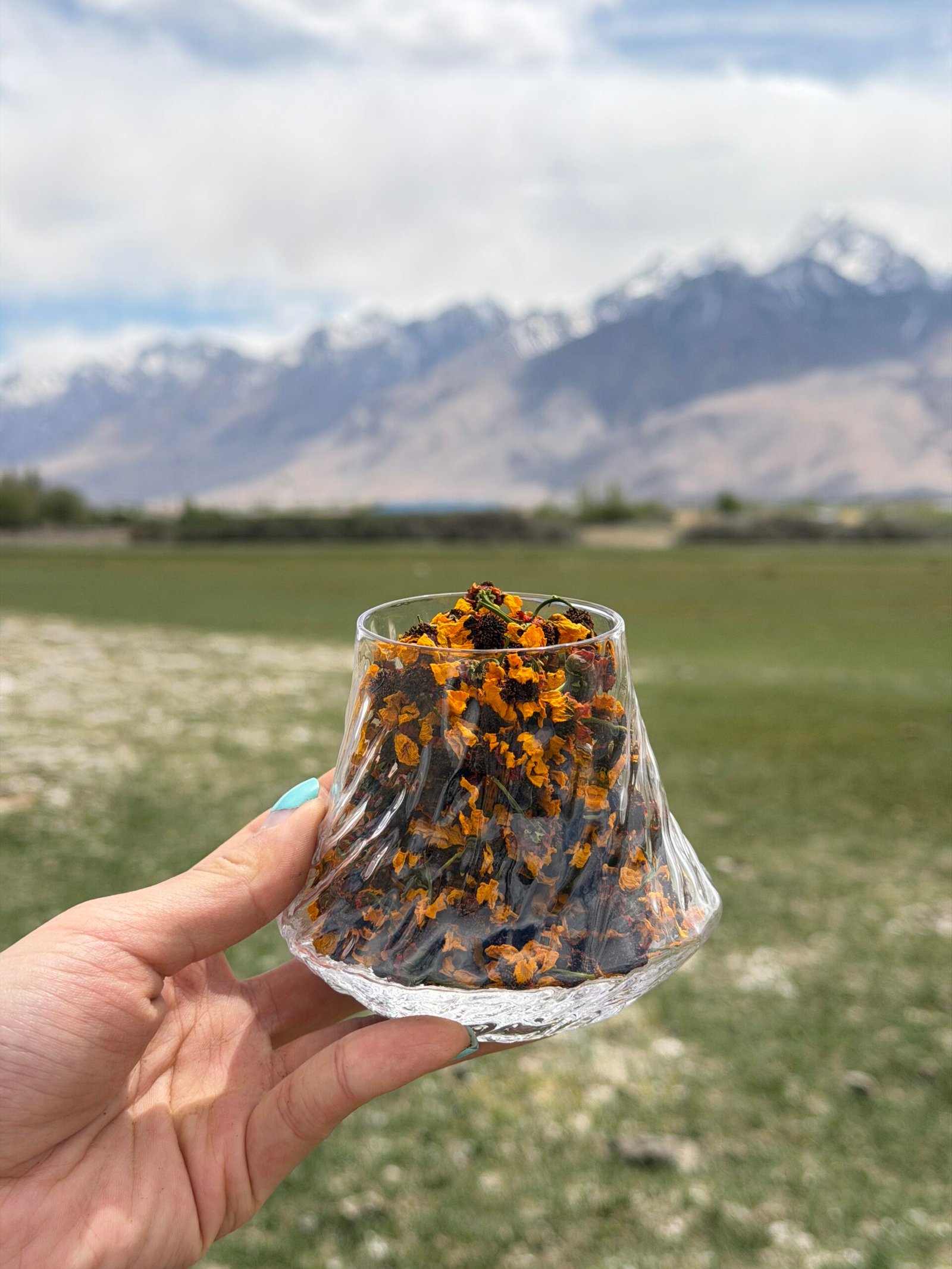 pamir snow chrysanthemum tea pamir snow chrysanthemum tea