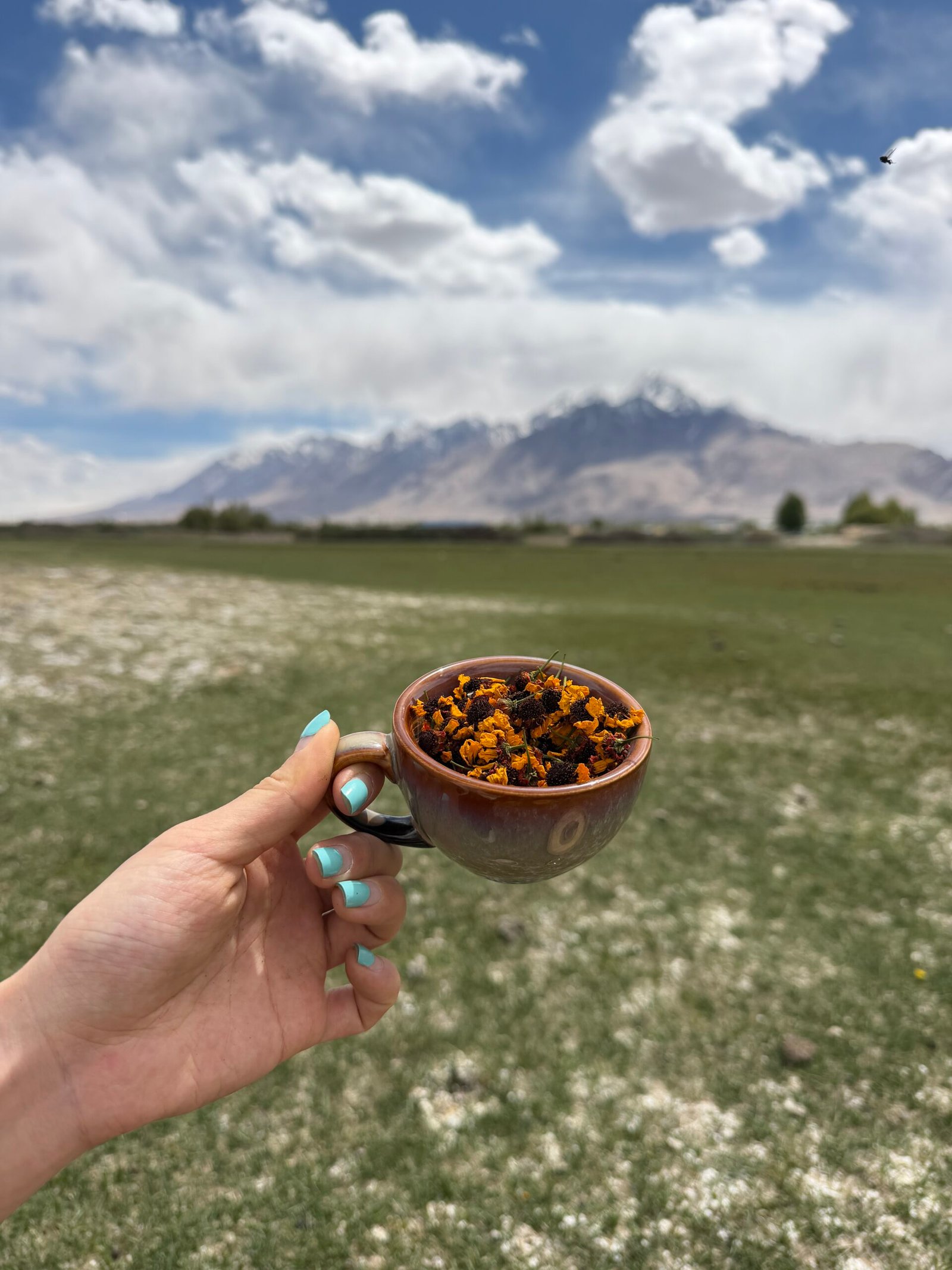 pamir snow chrysanthemum tea pamir snow chrysanthemum tea